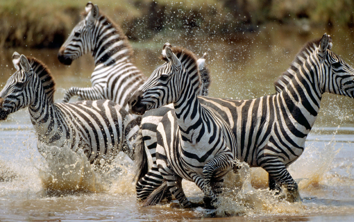  tanzania-classic-safari